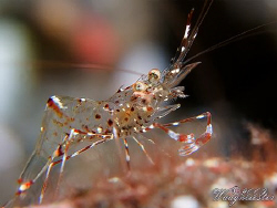 Small shrimp - Tulamben, Bali (Canon G9, Inon D2000w, 2xU... by Marco Waagmeester 